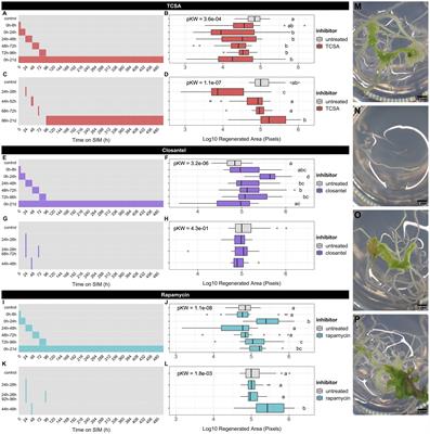 Histidine kinase inhibitors impair shoot regeneration in Arabidopsis thaliana via cytokinin signaling and SAM patterning determinants